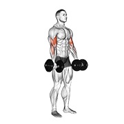 pregibi bicepsa s bučicama — fitness vježba