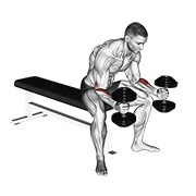 sjedeći pregibi zapešća neutralnim hvatom s bučicama — fitness vježba