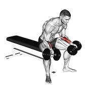 sjedeći pregibi zapešća dlanovima gore s bučicama — fitness vježba