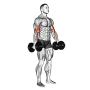 stojeći biceps pregibi s bučicama — fitness vježba