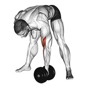 stojeći koncentracijski pregibi s bučicama — fitness vježba