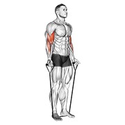 naizmjenični pregibi bicepsa s trakom — fitness vježba