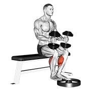 sjedeće podizanje listova s bučicama — fitness vježba