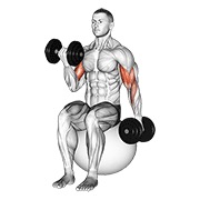 naizmjenični sjedeći pregibi bicepsa s bučicama na lopti — fitness vježba