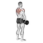 uspravno veslanje s bučicama (pogled odostraga) — fitness vježba