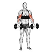 pregibi bicepsa s bučicama (s Arm Blasterom) — fitness vježba