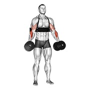 bučice čekić pregibi (s arm blasterom) — fitness vježba