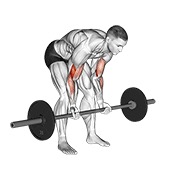 stojeći koncentracijski pregibi sa šipkom — fitness vježba
